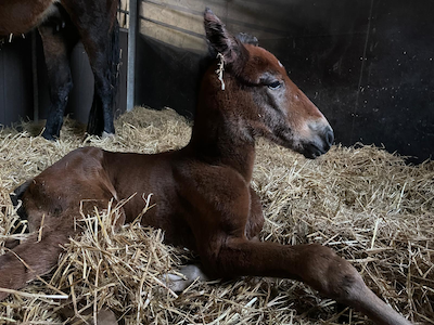 Årets første føl hos Stutteri Wynn