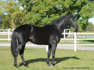 Også Stutteri Shadow sænker følpriserne på deres avlshingste