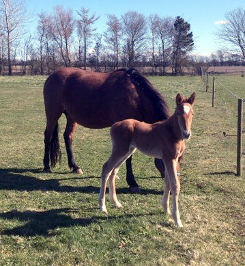 Føl: Hingstføl efter Maharajah