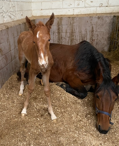 Hoppeføl efter Go On Boy
