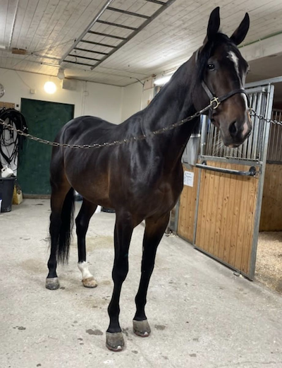 Ny anpartshest hos Jeppe Juel