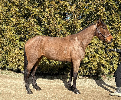 5-årig Nuncio-søn til Fyn