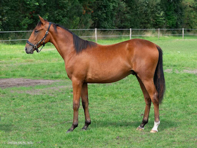 Italien: Dansk 3-åring løb 1.14.9 i prøveløb