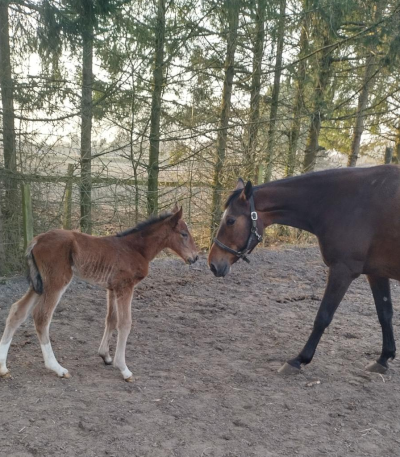 Følnyt: En sikker vinder?