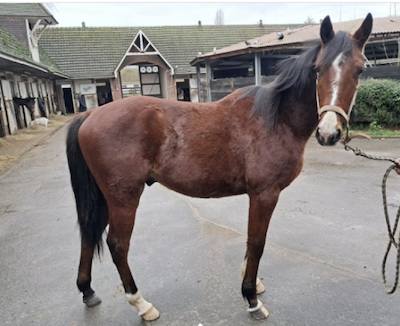 Stald Rita køber ny fransk traver