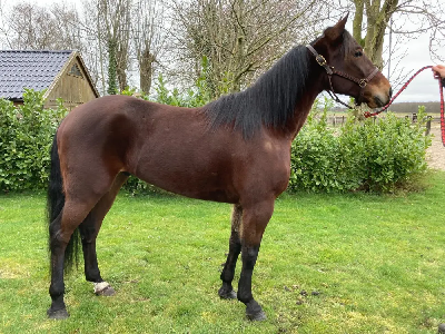 Søren Johansson købte Muscle Hill-søn på TRauktionen