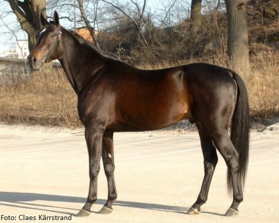 Aetos Kronos mod amerikansk debut