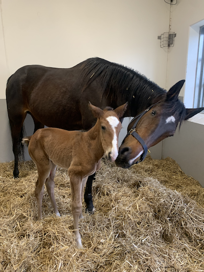 Propulsion-føl i Skive