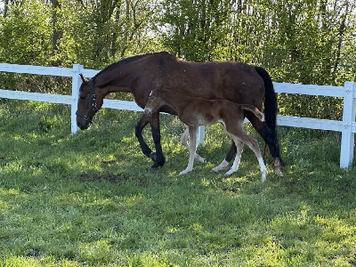 Hingsteføl efter Hoppe Kriteriumvinder