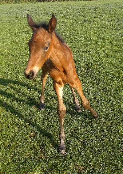 Tetrick Wania-hingst på Fyn