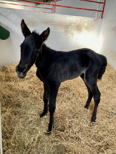 Endnu et hoppeføl til Stald Sotto