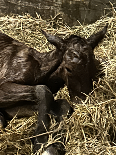 Maharajah-føl hos Stald Saltum