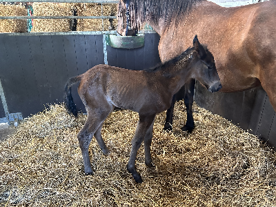 Dugfrisk følrapport