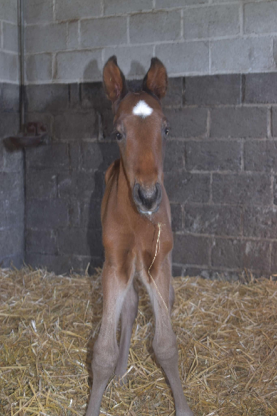 Anne skriver: Om et længe ventet føl