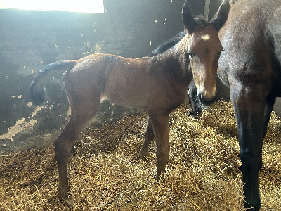 Fabulous Wood-føl på Muscle Hill-hoppe