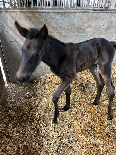 Følnyt: Nu blev det en hoppe!