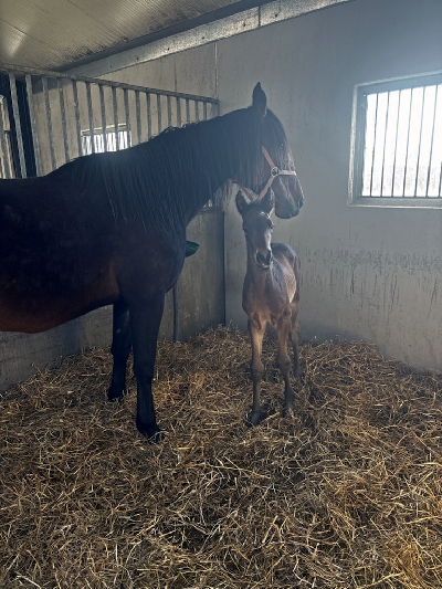 Første hingst fra Frøken A P