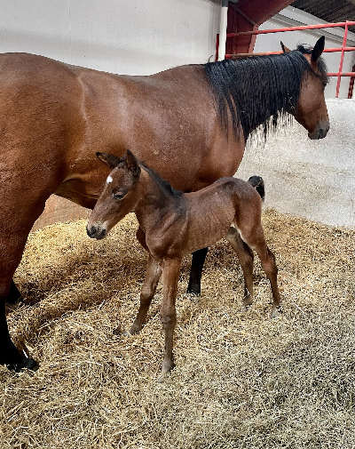 Omsider en hingst