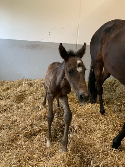 Klassisk vinder har fået sit første føl