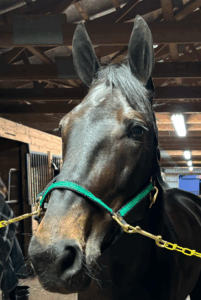 Golden Rain klar til millionfinale i Canada