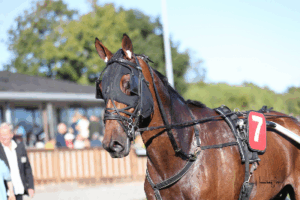 Anne skriver – og rapper!