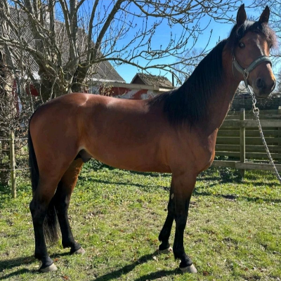 Impressive Hancock solgt til USA