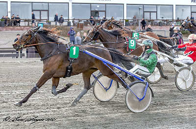 Tre danske amatørkuske i løb med 100.000 kroner i førstepræmie