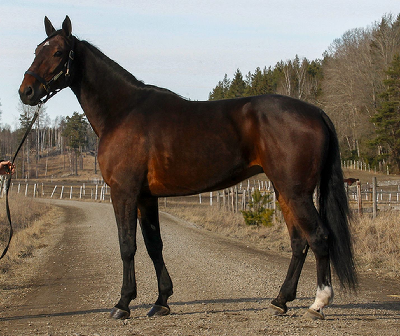 To løbsheste købt til Danmark