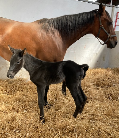 Endnu et hoppeføl på Stutteri Shadow
