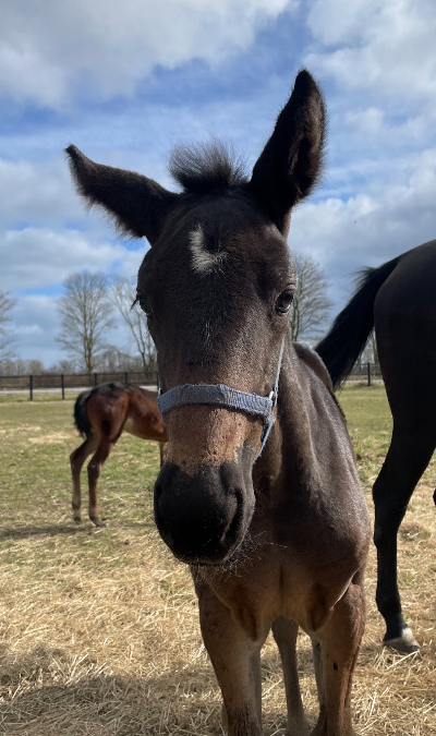 Følnyt: Masottos første føl