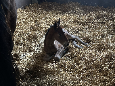 Følnyt: Hoppeføl efter Calgary Games