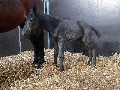 Endnu et føl hos Stutteri Wynn