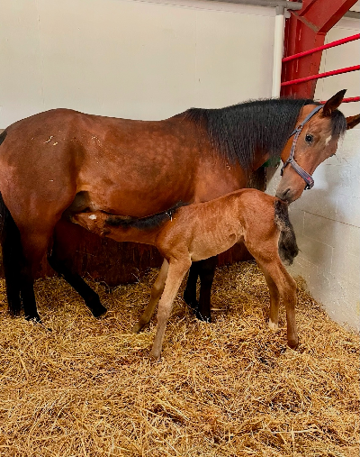 Følnyt: Lillesøster til Iconic Sotto