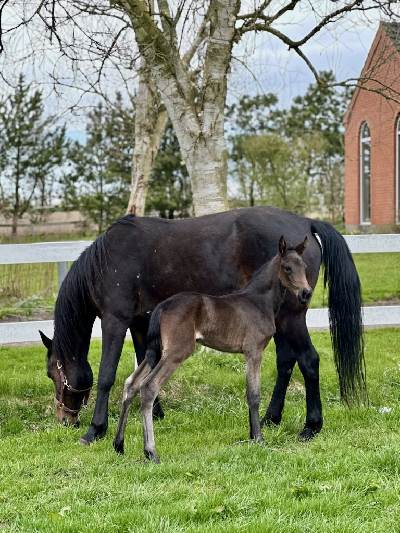 Lillesøster til Garfield