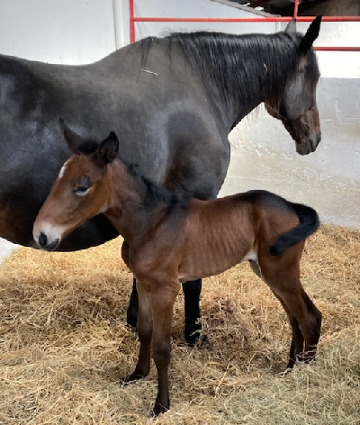 Francesco Zet-føl hos Stald Sotto