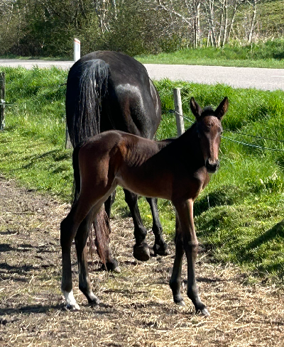 Lillesøster til Gianluca