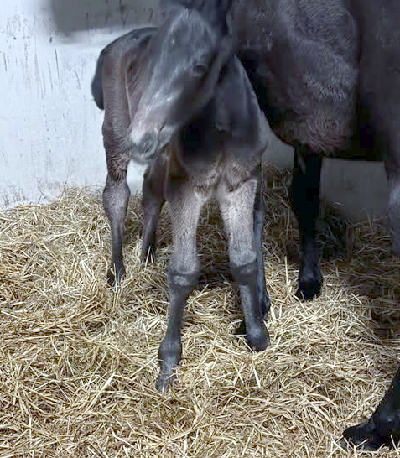 Lillebroder til Lorraine