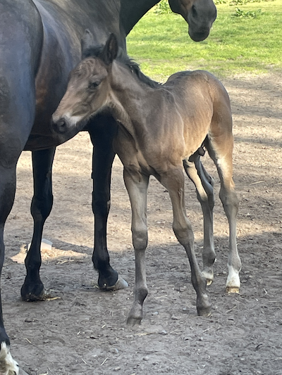 Lillebroder til Galant Lund