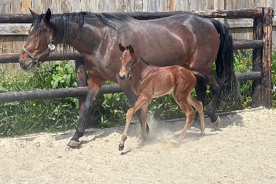 Helsøster til Killer Rain