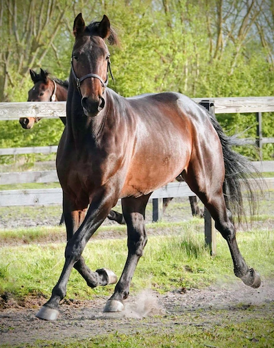 Third Shift contra Classichap