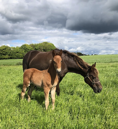 Anne skriver: Om en opdrætters bekymringer