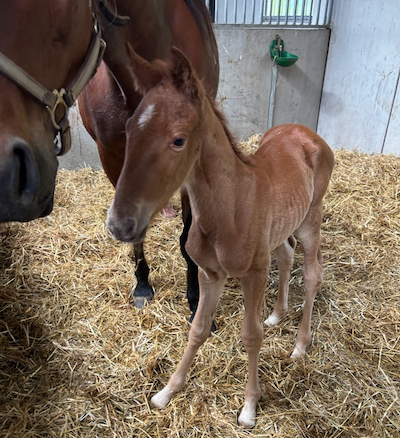 Hoppeføl efter Garfield