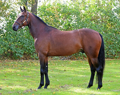 Første svenske 2-åring godkendt i Prøveløb