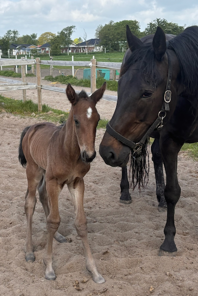 Føl nyt: Interessant krydsning