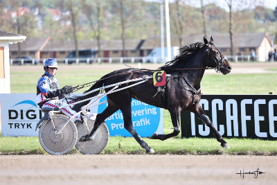 Staldnyt: Svensk hesteejer sender to heste til Nicklas Korfitsen