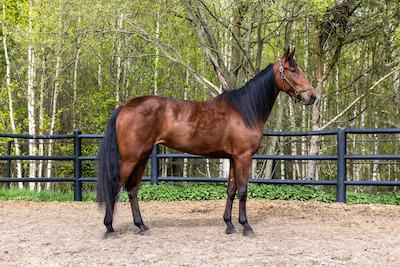 Tre danske køb på Travera-auktionen