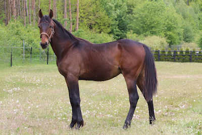 Elitauktionen: Simoni eneste danske opdrætter