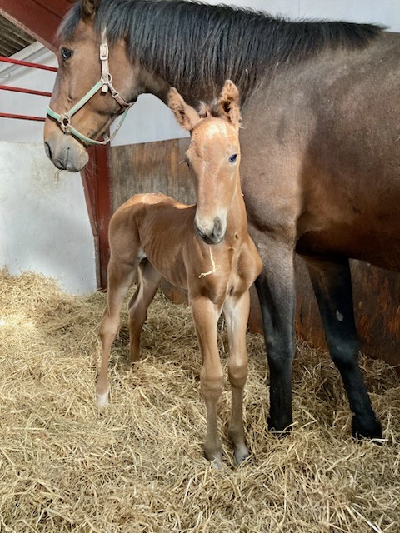 Tre hingstføl – samme nat!