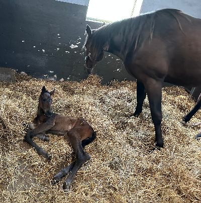 In Range-føl hos Wynn