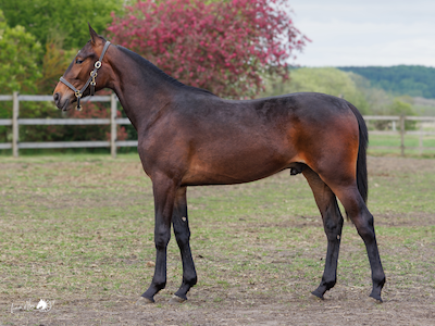 Team Friis købte Wishing Stone-søn på Elitauktionen